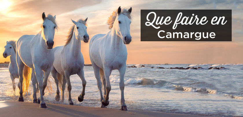 que faire en Camargue