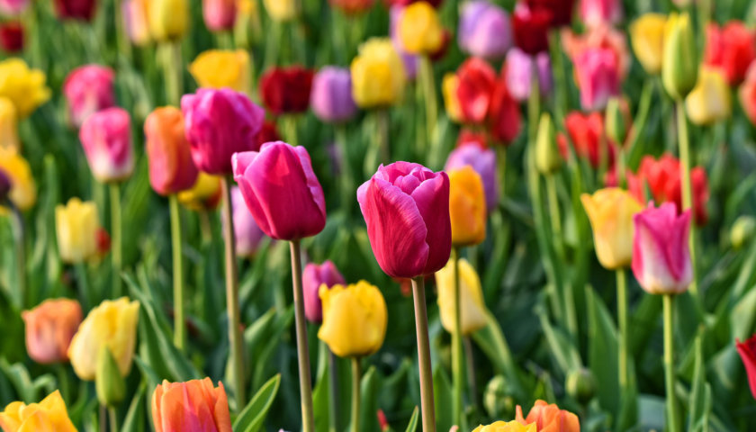 Keukenhof