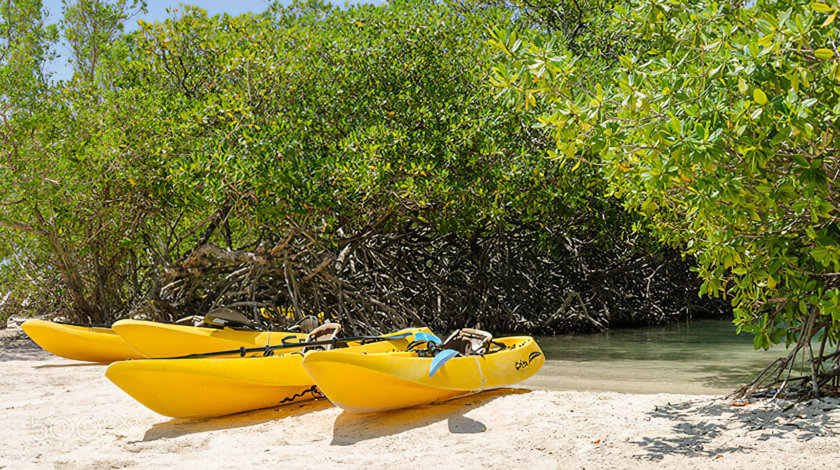 mangrove Abu Dhabi Kayak