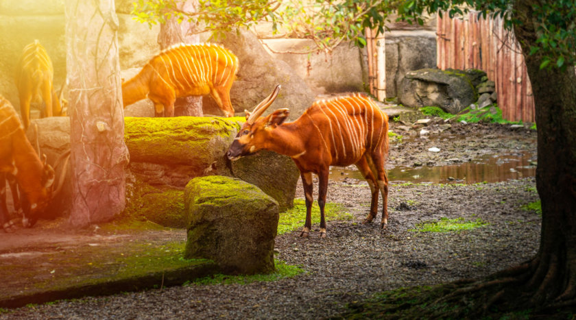 Taipei Zoo