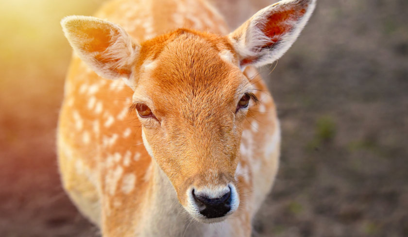 Paradise of Deer hengchun