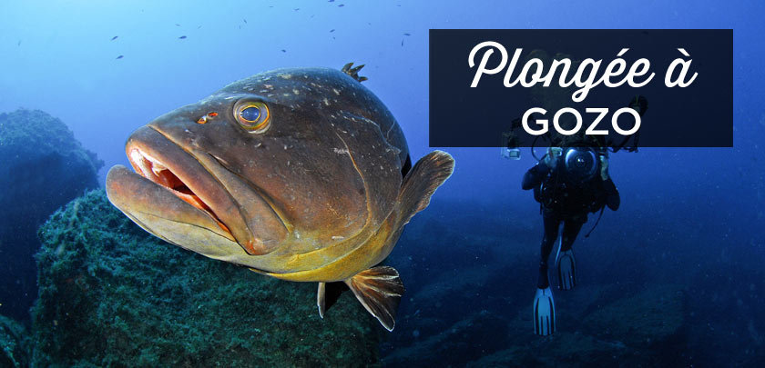 Plongée Gozo