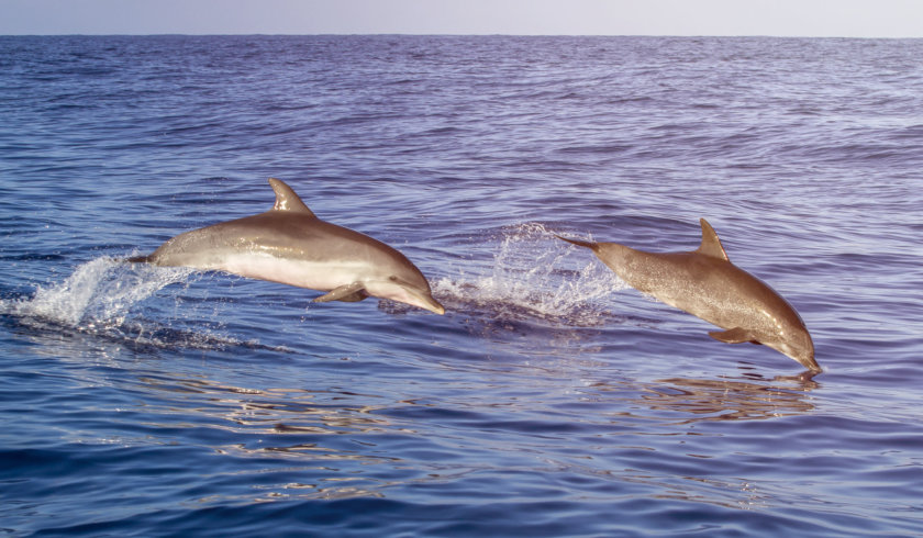 croisière dauphins Martinique