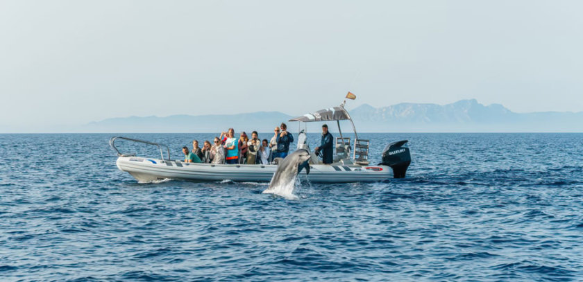 croisière dauphins Majorque