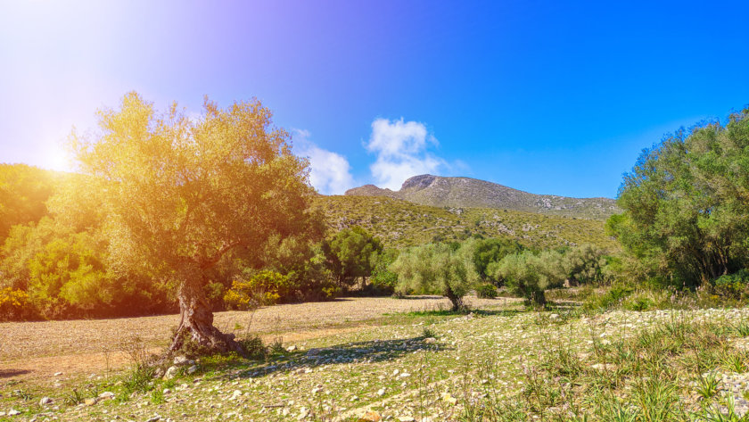 Llevant Peninsula Natural Park