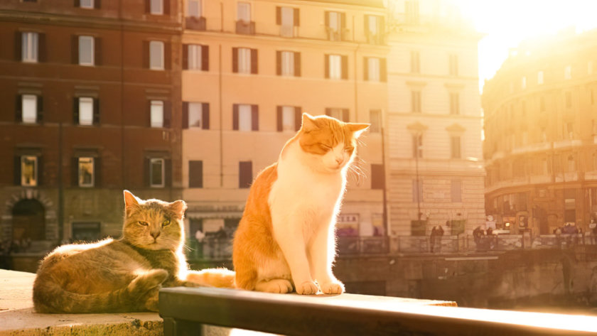 Torre Argentina Cat Sanctuary