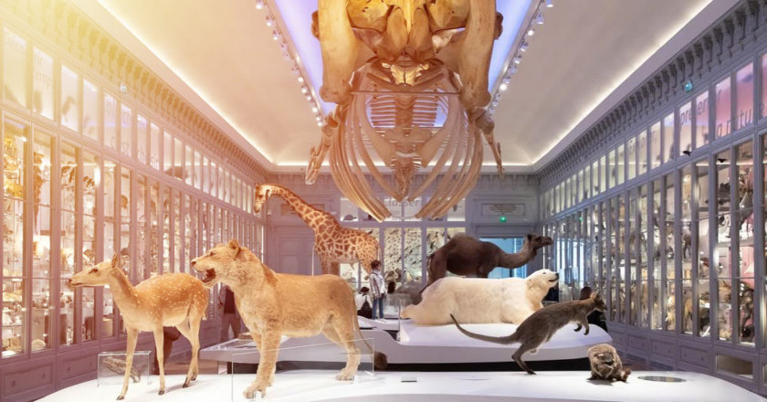 Muséum de Bordeaux sciences et nature