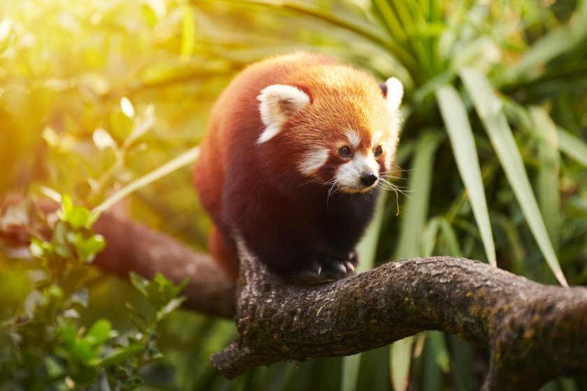 Panda roux zoo de Pessac