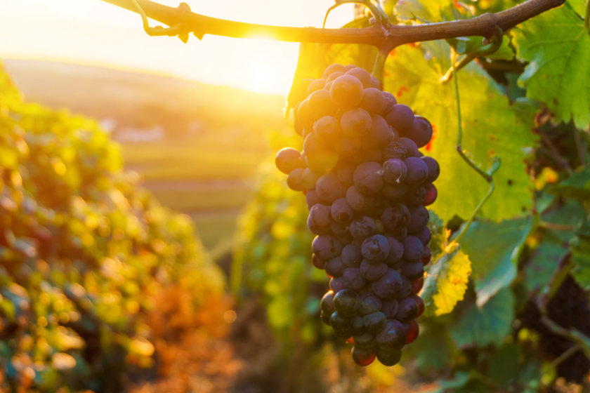 vendanges Saint Emilion