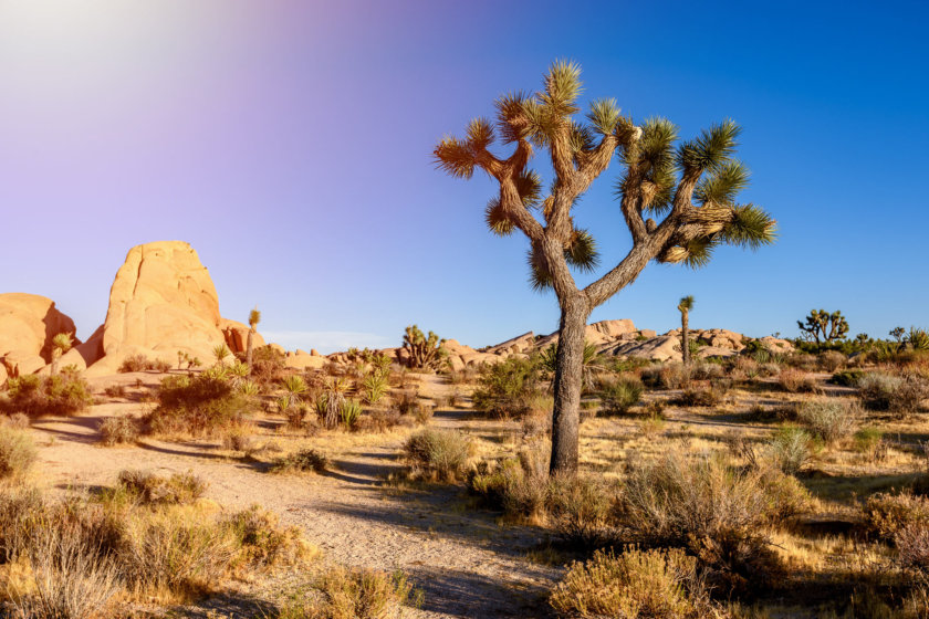 Parc national de Joshua Tree