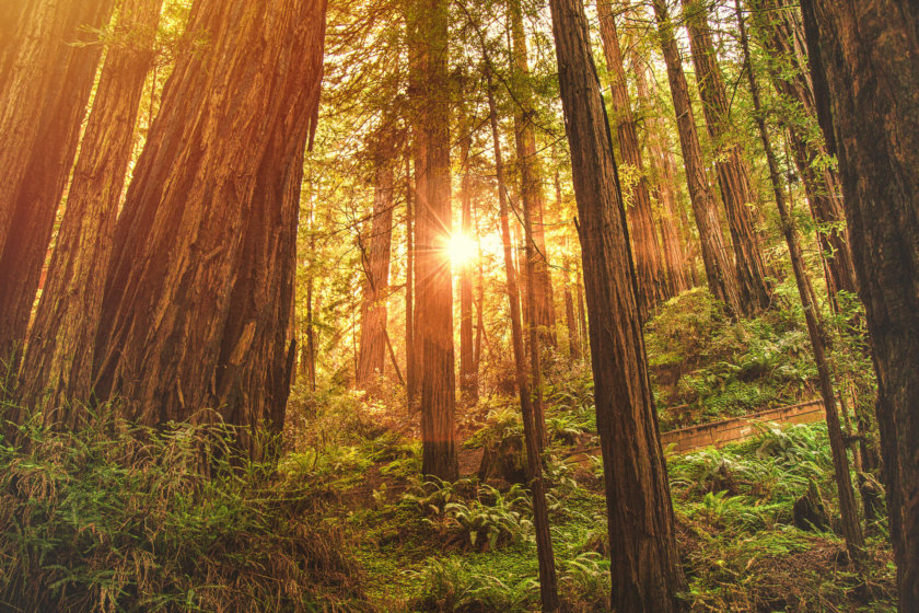 Monument National de Muir Woods