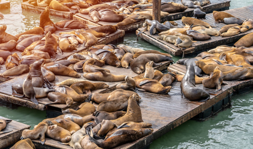 Lions de mer à Pier 39 San Francisco